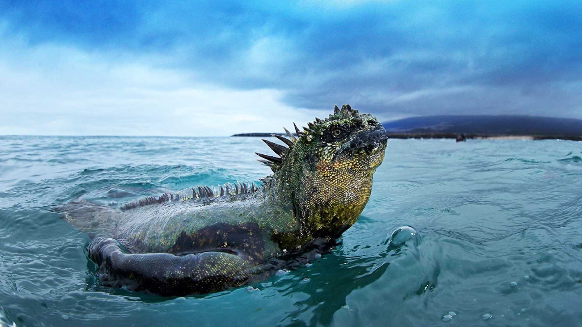 Darwin: Çağrışım Bariyerlerinizi İndirmek için Kendinizi Farklı Disiplinlerde Eğitin