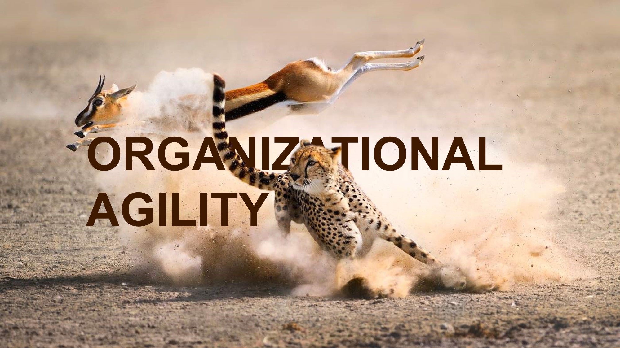 What is Organizational Agility?